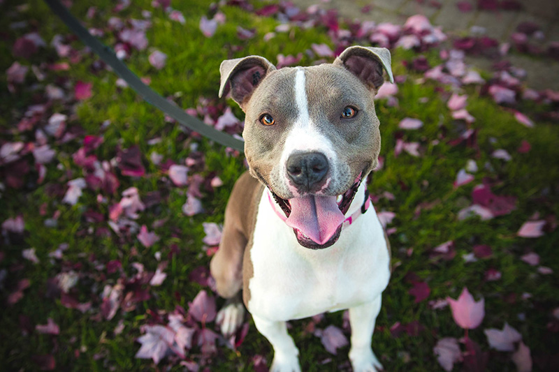 A brownish gray young pit bull terrier with white chest and stripe on its nose sits in a bed of grass and pink flowers. The dog is on a leash.