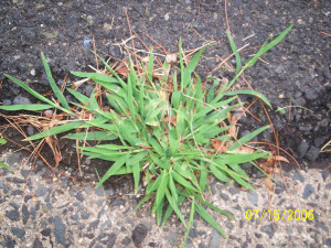 Fords pest of the month crabgrass