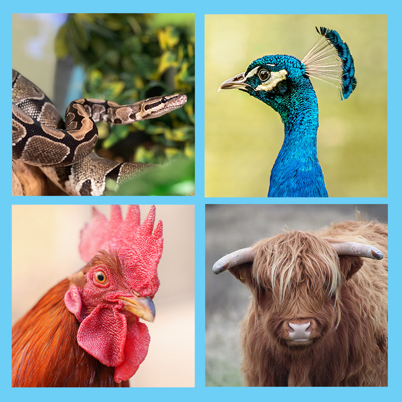 This is a collage image of four animals against a solid light blue background. Clockwise from left: A ball python, a peacock, a rooster and a Highland cow.