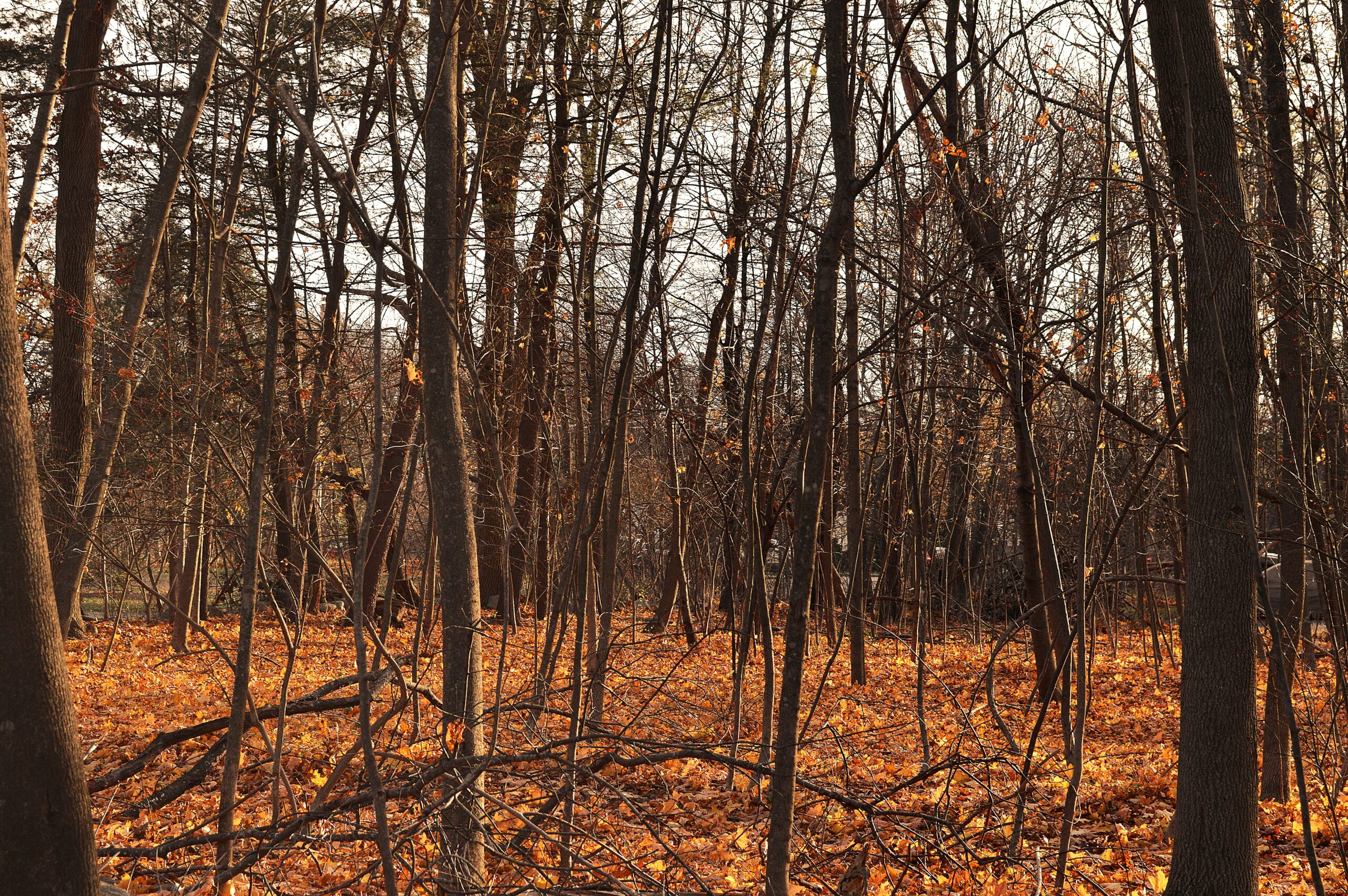 A view of a Massachusetts forested area in fall, with a blanket of orange and yellow leaves covering the ground.