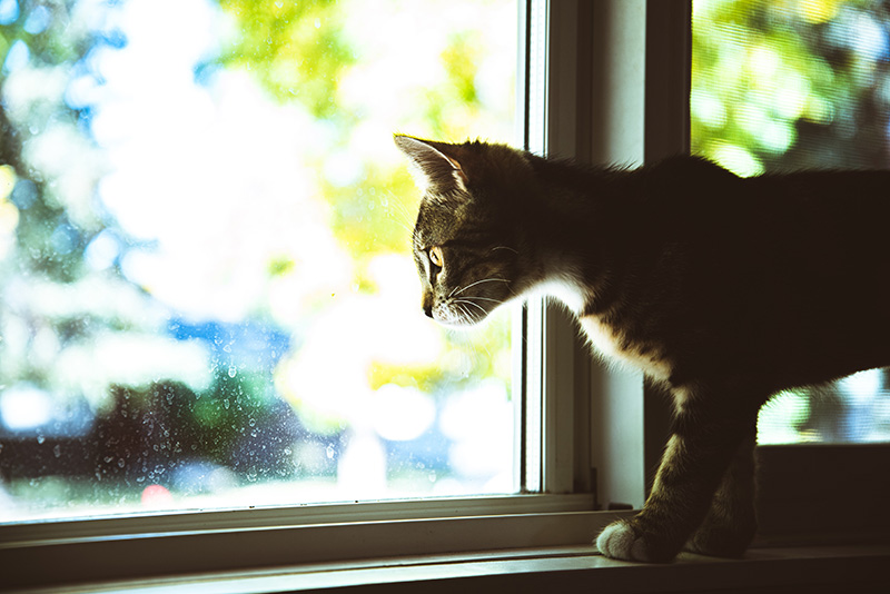 A young brown tabby cat steps onto a windowsill. Dappled trees can be seen outside.