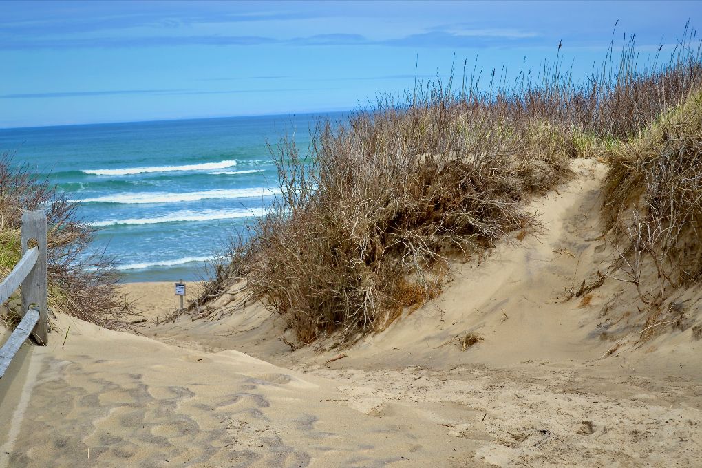 This shows sand dunes on Cape Cod with brown sea grass growing on them on a sunny day. The ocean is in the distance.