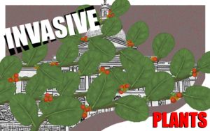 Stylized illustration of the Massachusetts state house covered in invasive plant, Oriental Bittersweet