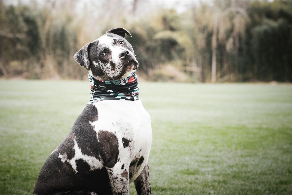 A black and white spotted/merle American Staffordshire Terrier with blue eyes sits on a grassy lawn with trees in the background.