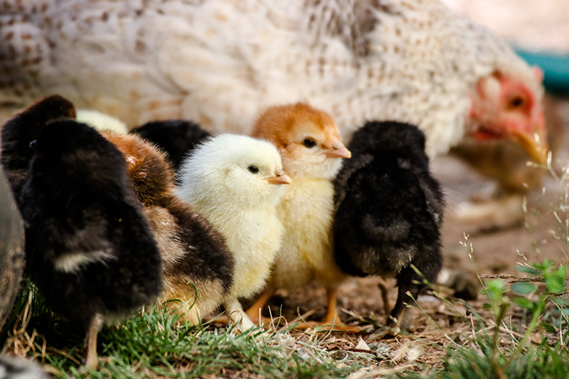 A close-up of a large white chicken surrounded by brown and white baby chicks on a patch of grass