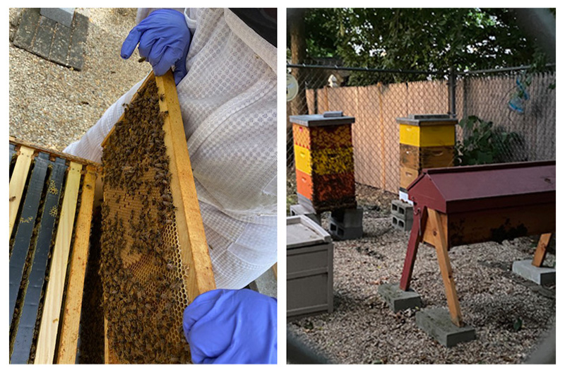 A composite image, to the left, a close-up of a beekeeper’s hands pulling a frame covered in honey from a beehive; to the right, a shot of a backyard with several different beehives near a fence.