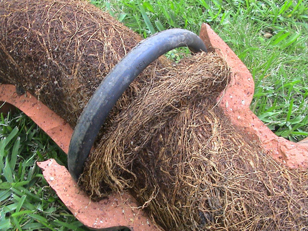 Pipe filled with roots