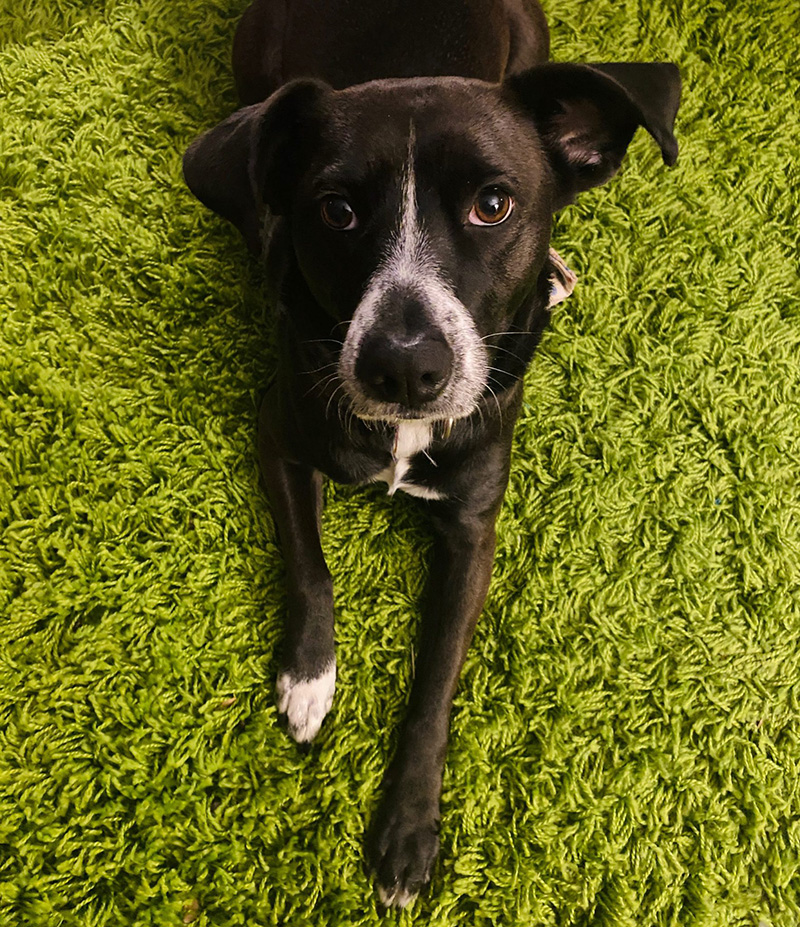 A medium sized black dog with a white stripe on her nose lies on a green shag carpet, facing the camera.
