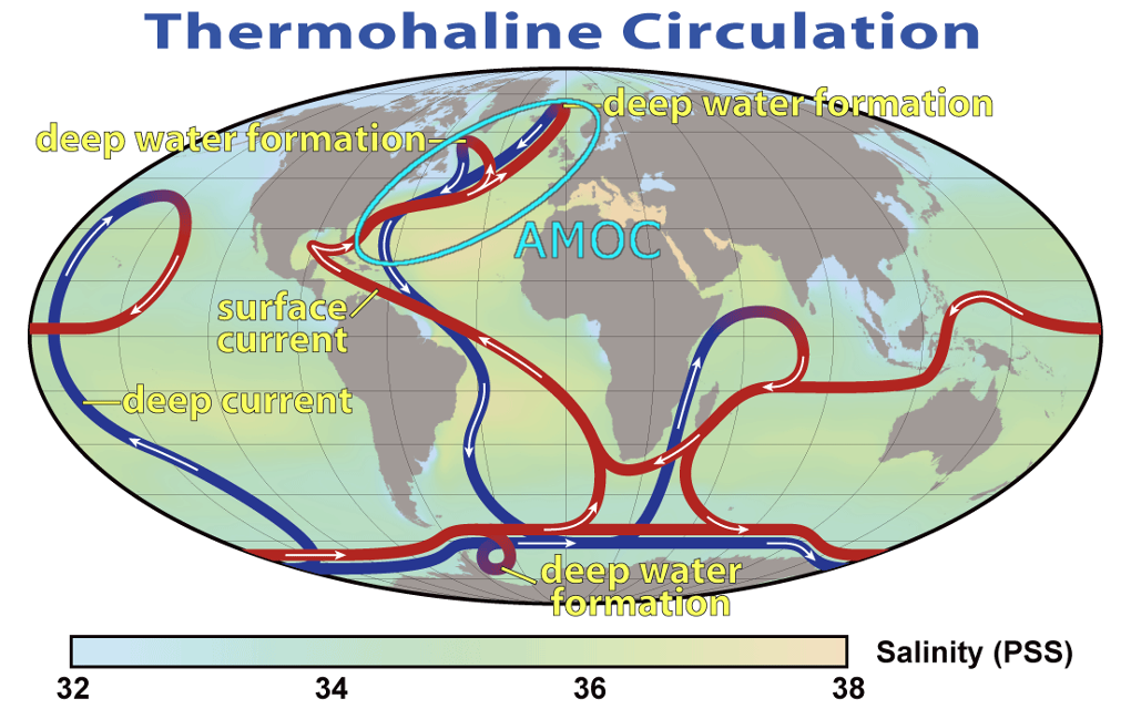 Thermohaline Circulation. Deep water formation shows plunging warm, surface currents into cool, deep currents . Salinity measured in PSS goes from 32 to 38.