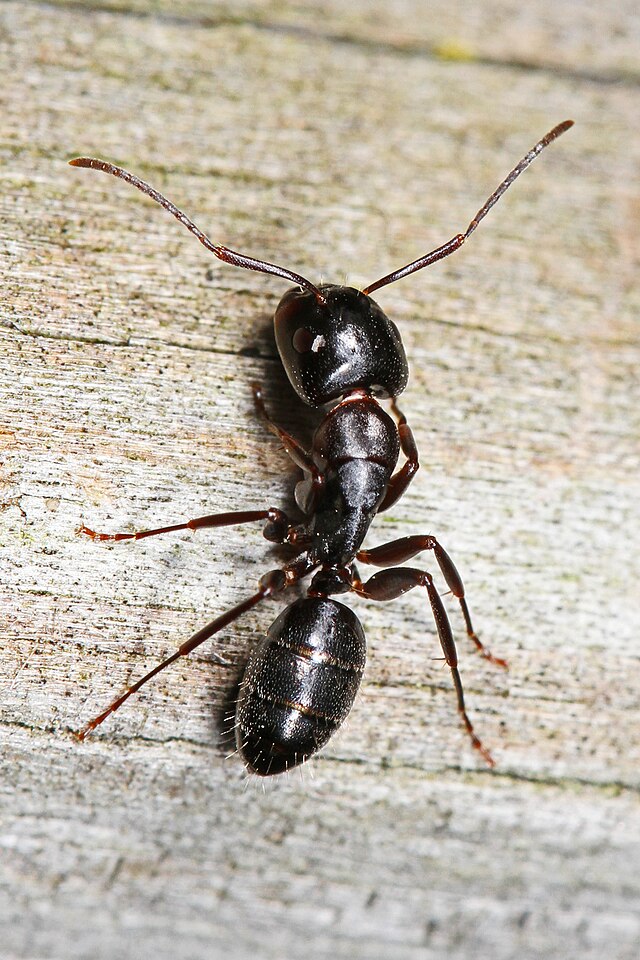 A close-up of carpenter ant shows its two large antennae, six legs, and three body segments.