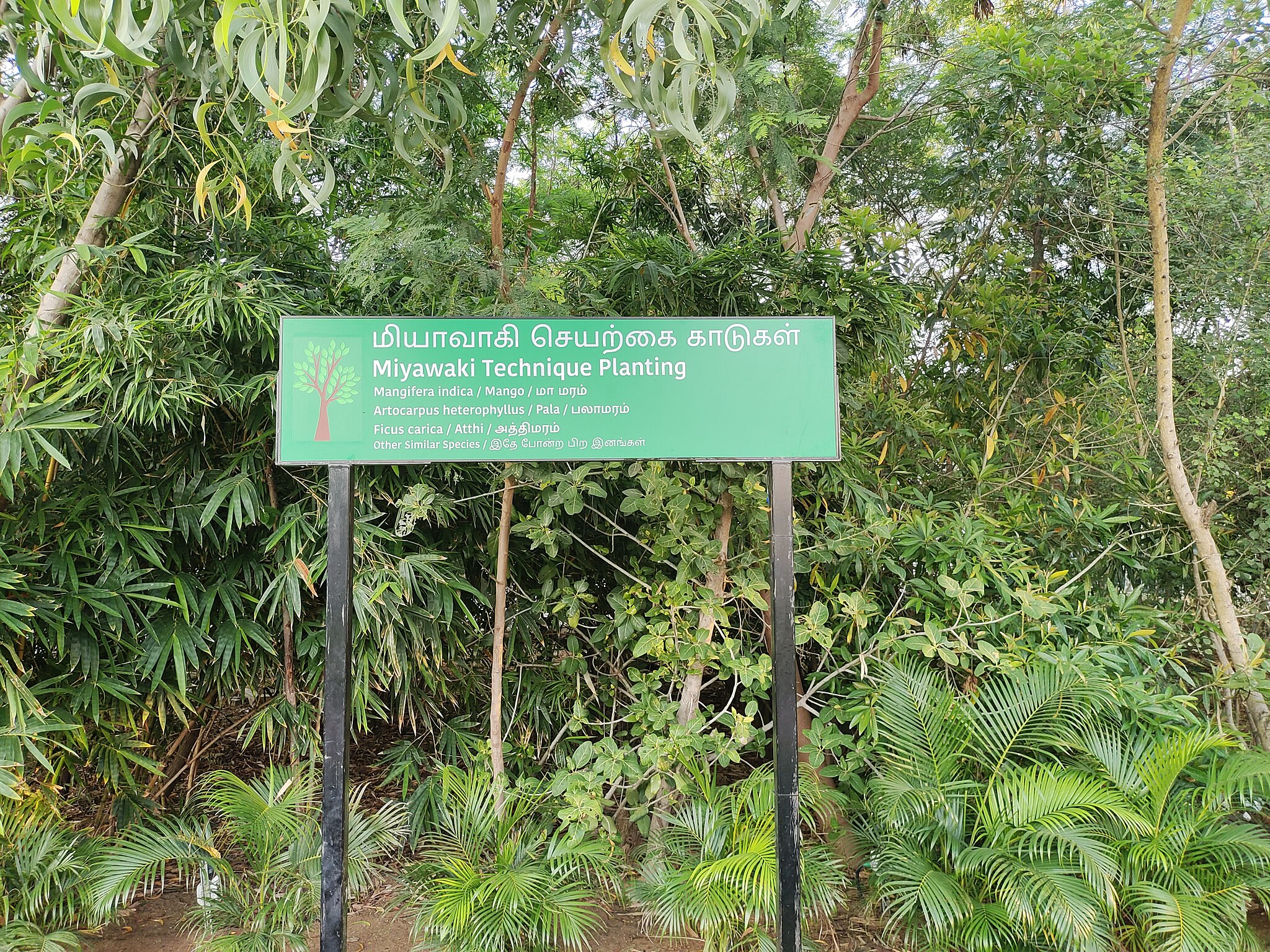 Photo of a Miyawaki garden forest in India, showing lush green, diverse trees planted close together, fronted by a sign saying “Miyawaki Technique Planting,” and information in an Asian language.