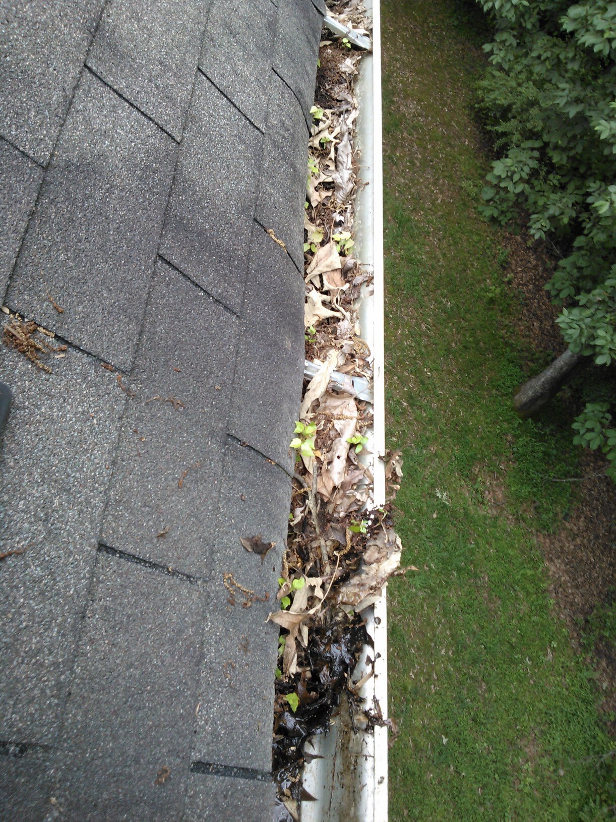 photo looking down on the edge of a roof and attached gutter filled and overflowing with leaves and debris, with a short-trimmed strip of lawn below.