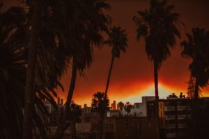 a photograph of the Palisades wildfires in January 2025. Palm trees are visible in the foreground, with buildings behind. In the distance, the hills glow orange and red with fire.