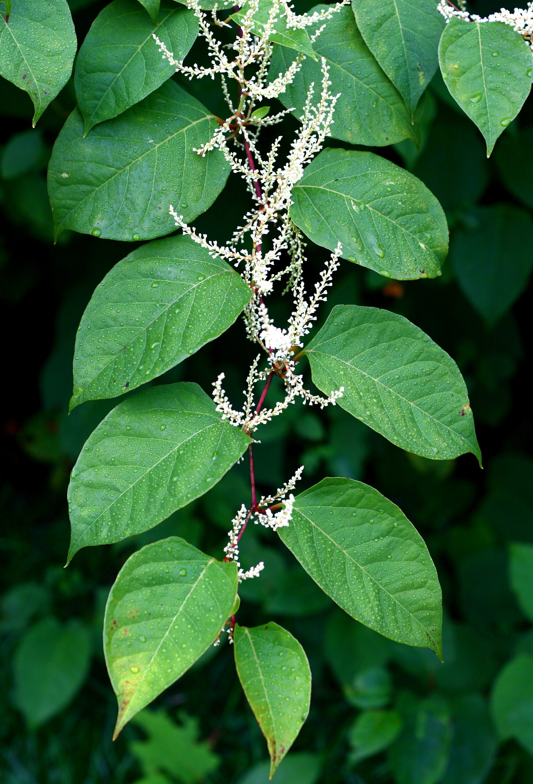 closeup photo of a branch of Japanese knotweed, displaying its broad, rich green leaves, and wispy white flowers, hanging in front of a background of more knotweed leaves.