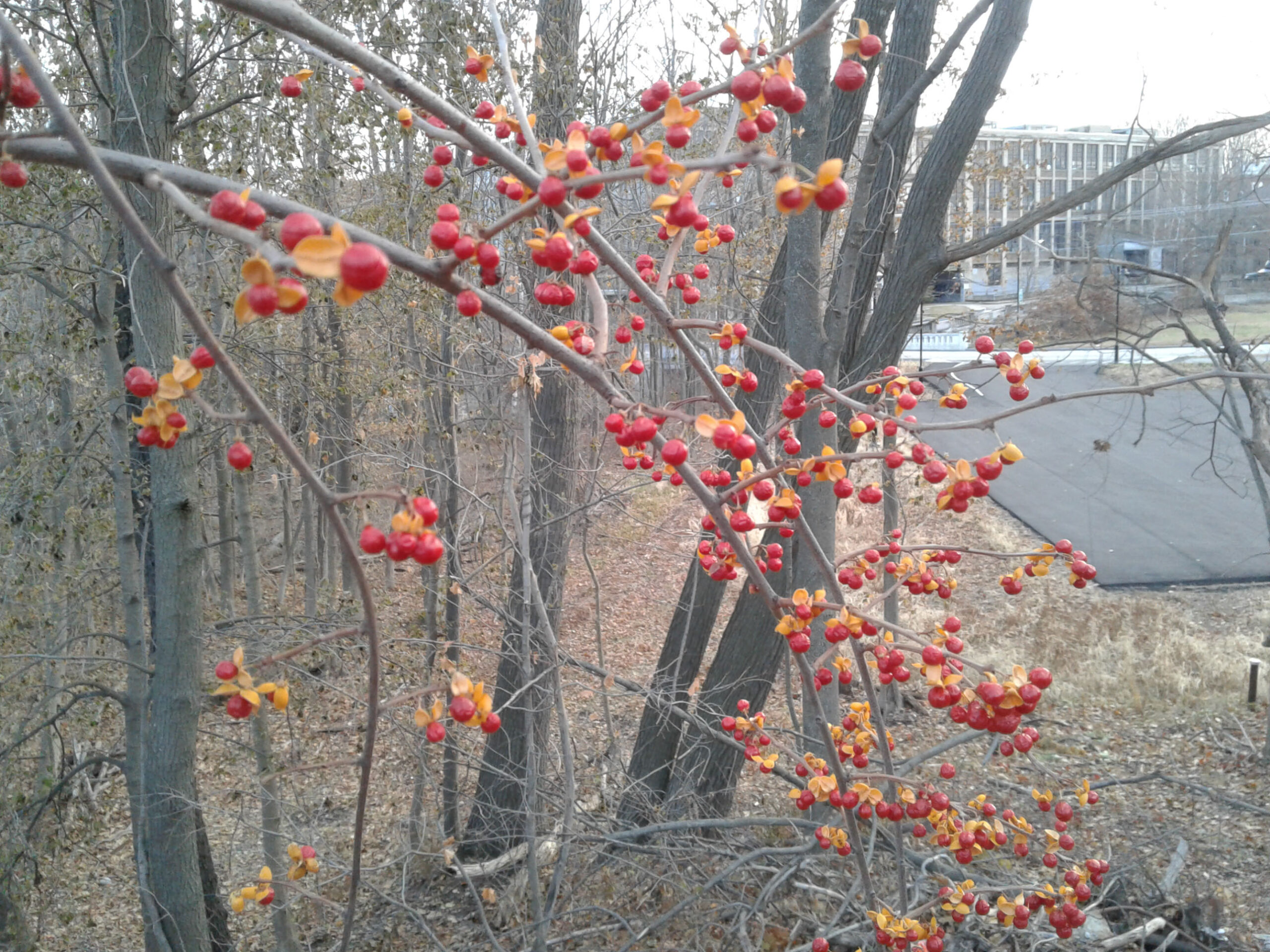 photo of Asiatic or Oriental bittersweet, an invasive woody plant featuring bright red, little round, inedible berries and tiny yellow leaves, pictured here in a wooded area in late fall with dry leaves covering the ground and bare tree limbs, with the edge of a parking lot and corner of an industrial building in the background.