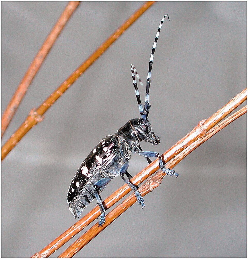 Closeup photo of an Asian long-horned beetle, a very destructive invasive insect common in Massachusetts, shown here from above with its iconic markings, white and black banded antennae and white spots down its back shell, here climbing a twig.