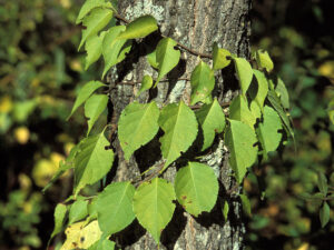 closeup photo of oriental bittersweet, a green-leafed vine wrapped several times around a tree trunk.