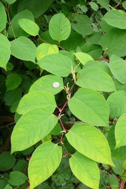 closeup photo of Japanese knotweed, an invasive weed with broad green leaves and red stems.