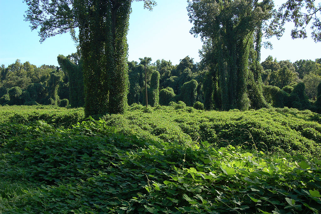 a lavish, green field of trees and bushes all covered in overgrown green kudzu, with clear blue sky.