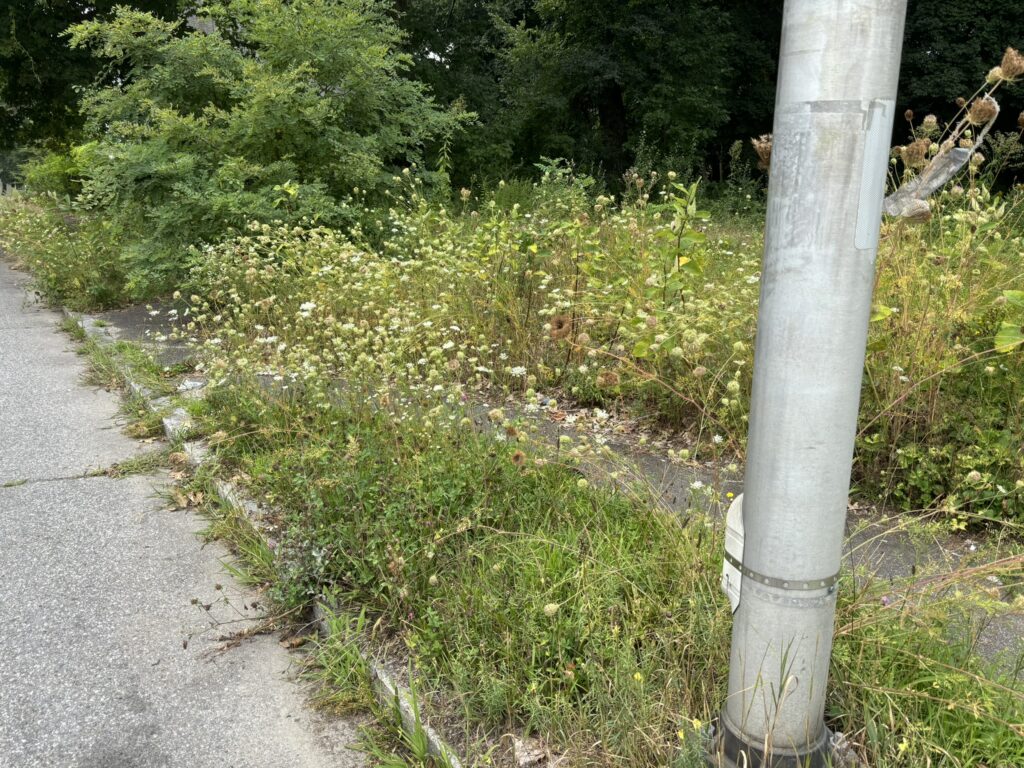 a residential sidewalk overgrown with Queen Anne’s Lace, with small white flowers and green leaves spreading over the walkway. Grass and other vegetation surrounds the area, growing over the curb into the street.