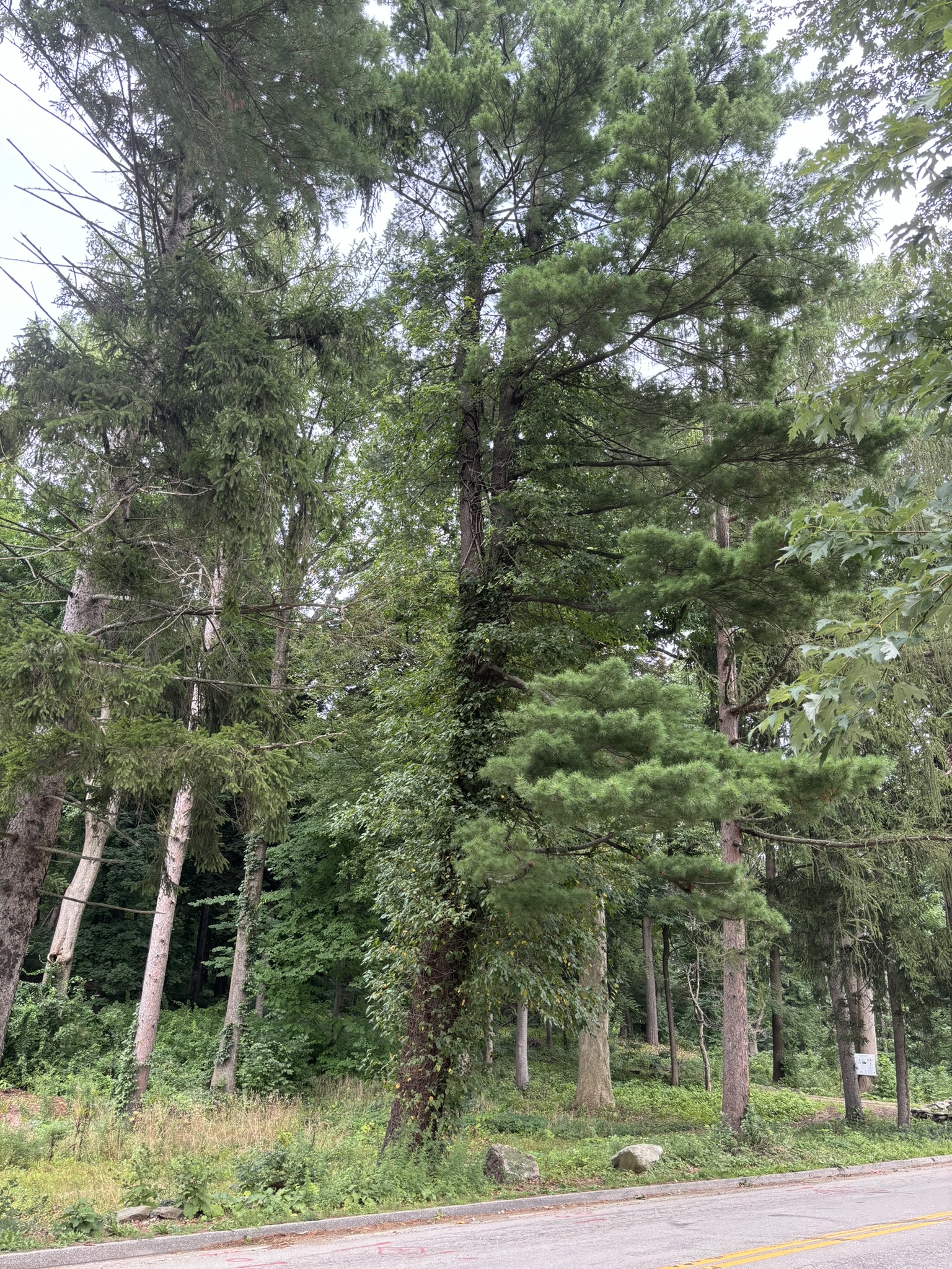 Photo of a tall white pine tree on the side of a road being overtaken by invasive vines, threatening to strangle it, with other pine trees surrounding it.