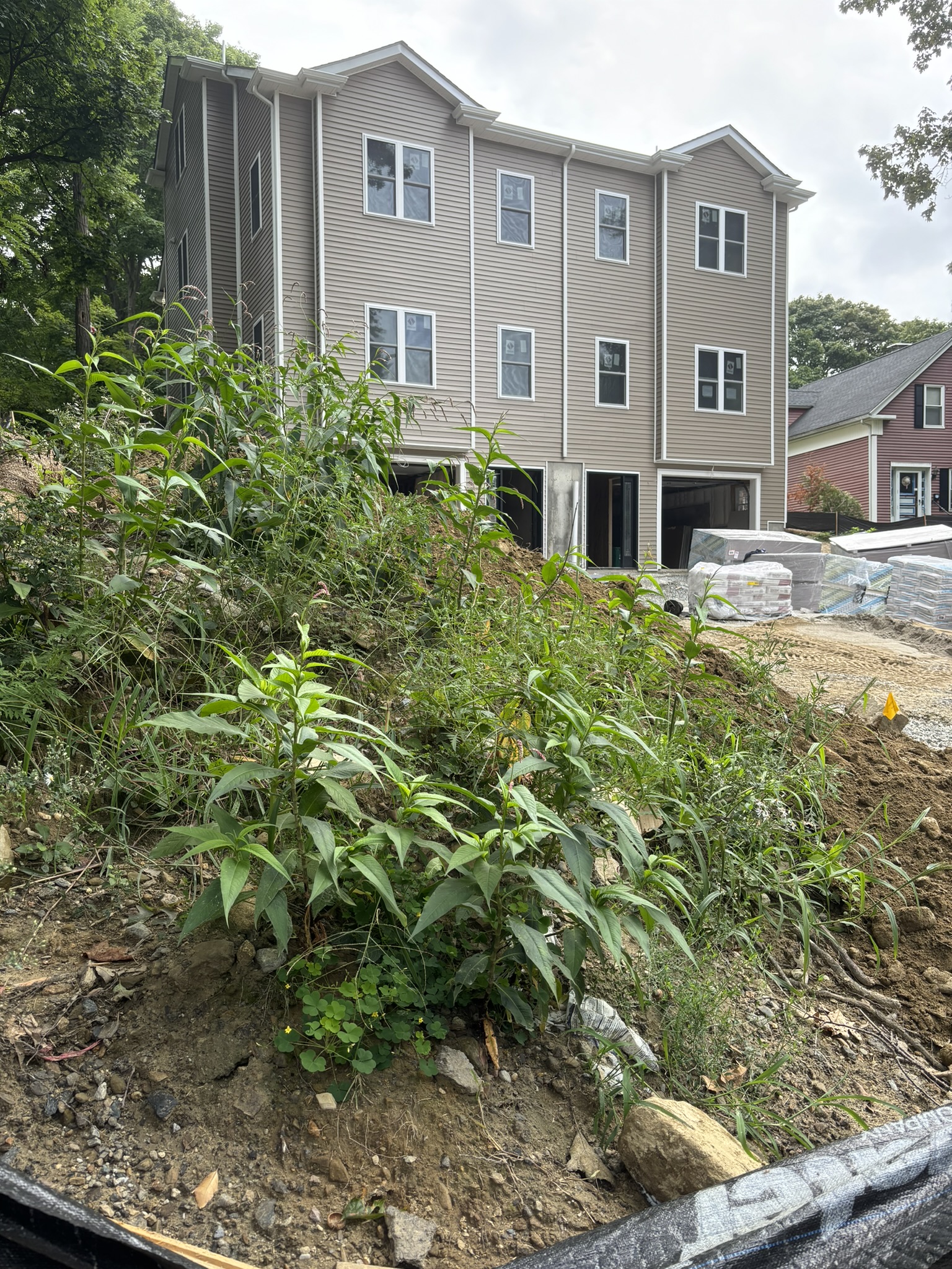 Photo of a construction site with patch of overgrown vegetation in the foreground dominated by Lady’s Thumb, a very common invasive plant with tall green leaves. An unfinished three-story multifamily, tan house with white trim stands in the background.