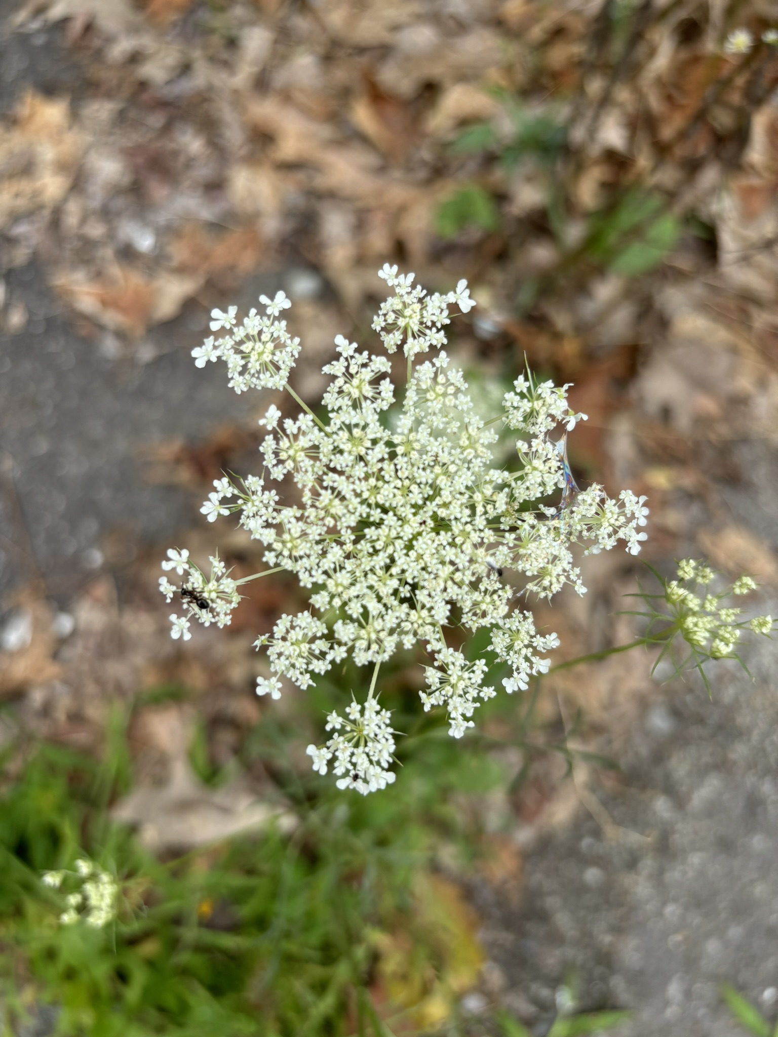 closeup photo of a wild carrot flower with tiny white pedals, and two pollinating insects sitting on its flowers, with a blurred background shot of the ground.