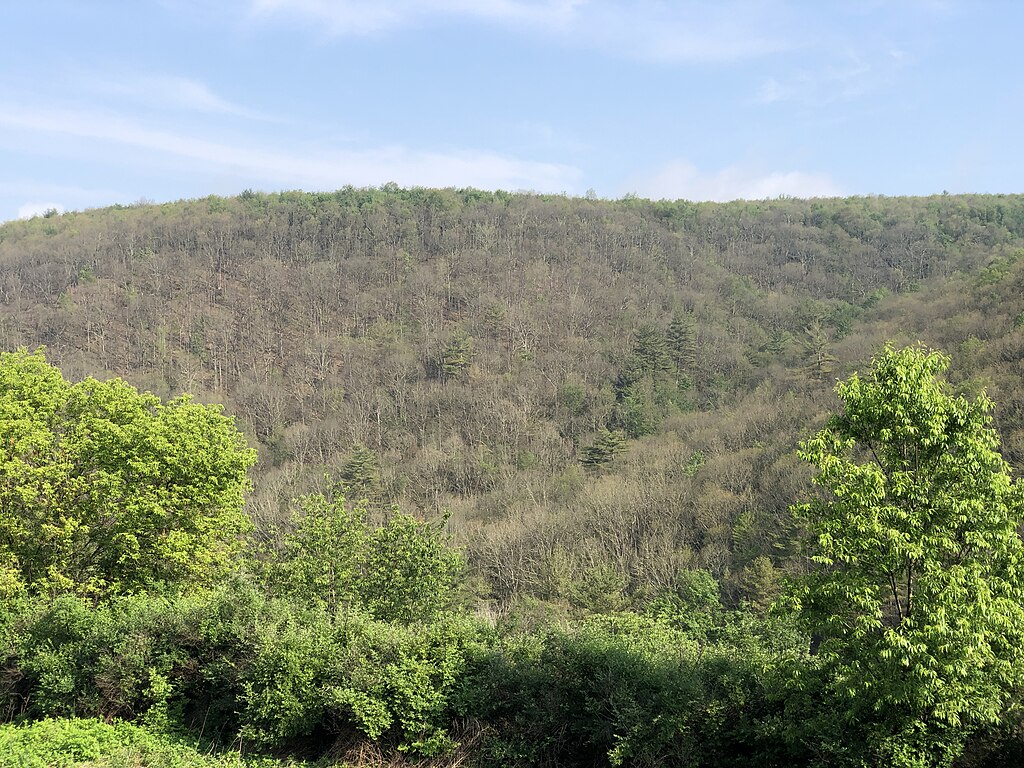 Wide-angle photo of a hillside in Pennsylvania defoliated by gypsy moths, with a few healthy, leafing trees in the foreground, with blue sky and wispy clouds in the background.