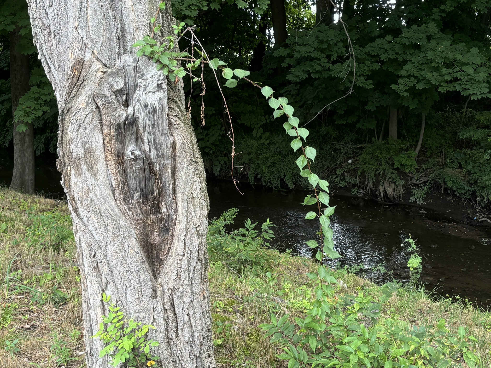 photo of a large tree trunk with a fresh sprig of bittersweet growing out of it, with a small brook in the background.