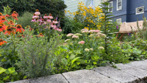 A stone wall sits in front of colorful sprays of flowers standing a foot to two feet high in front. A bench in the middle provides a place to sit and listen to buzzing bees. Higher flowers are behind the bench. The lawn is in an urban setting: there are houses visible behind the garden.