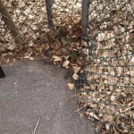 leaves_around_chain_link_square