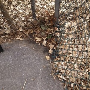 Leaves around Chain Link are a Mess