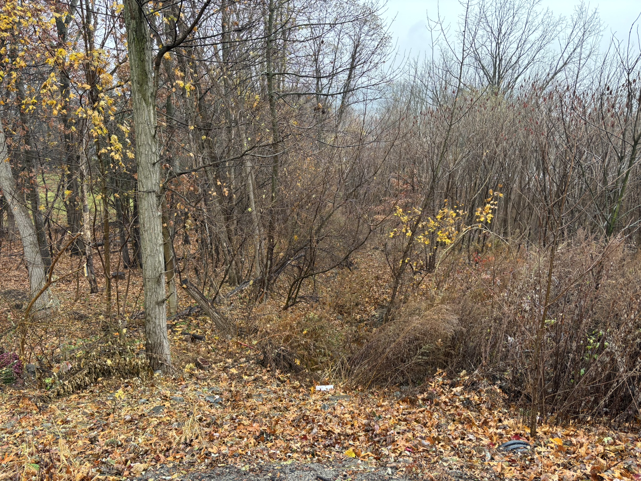 photo of a piece of invasively overgrown land, taken in the fall, with dead orange and yellow leaves covering the ground, numerous bare trees and bushes, a few with some dead yellow leaves still on the branches, a clear fall sky in the background. 