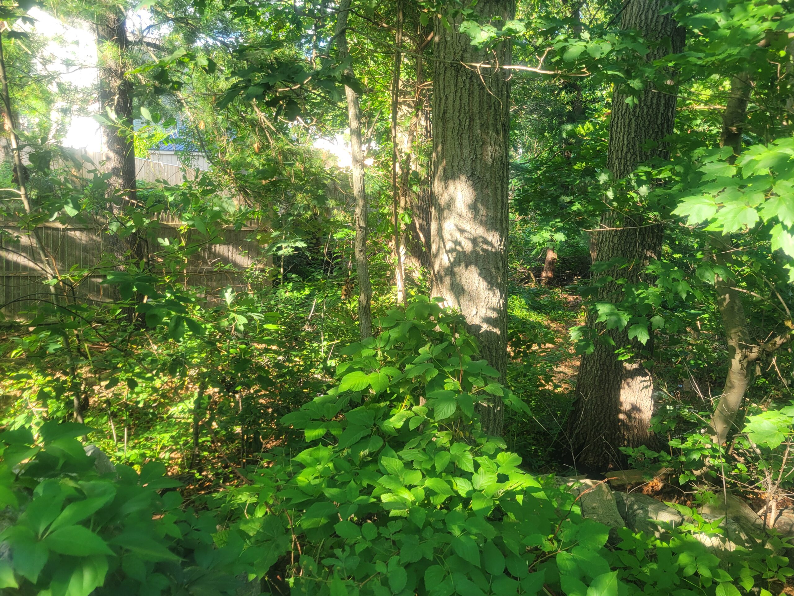 photo of a patch of forested land overgrown with green weeds and trees, with a wooden perimeter fence in the background and part of a wooden storage shed visible in the distance, on a sunny day with streaks of sun cutting through shade spotting the trees and bushes.