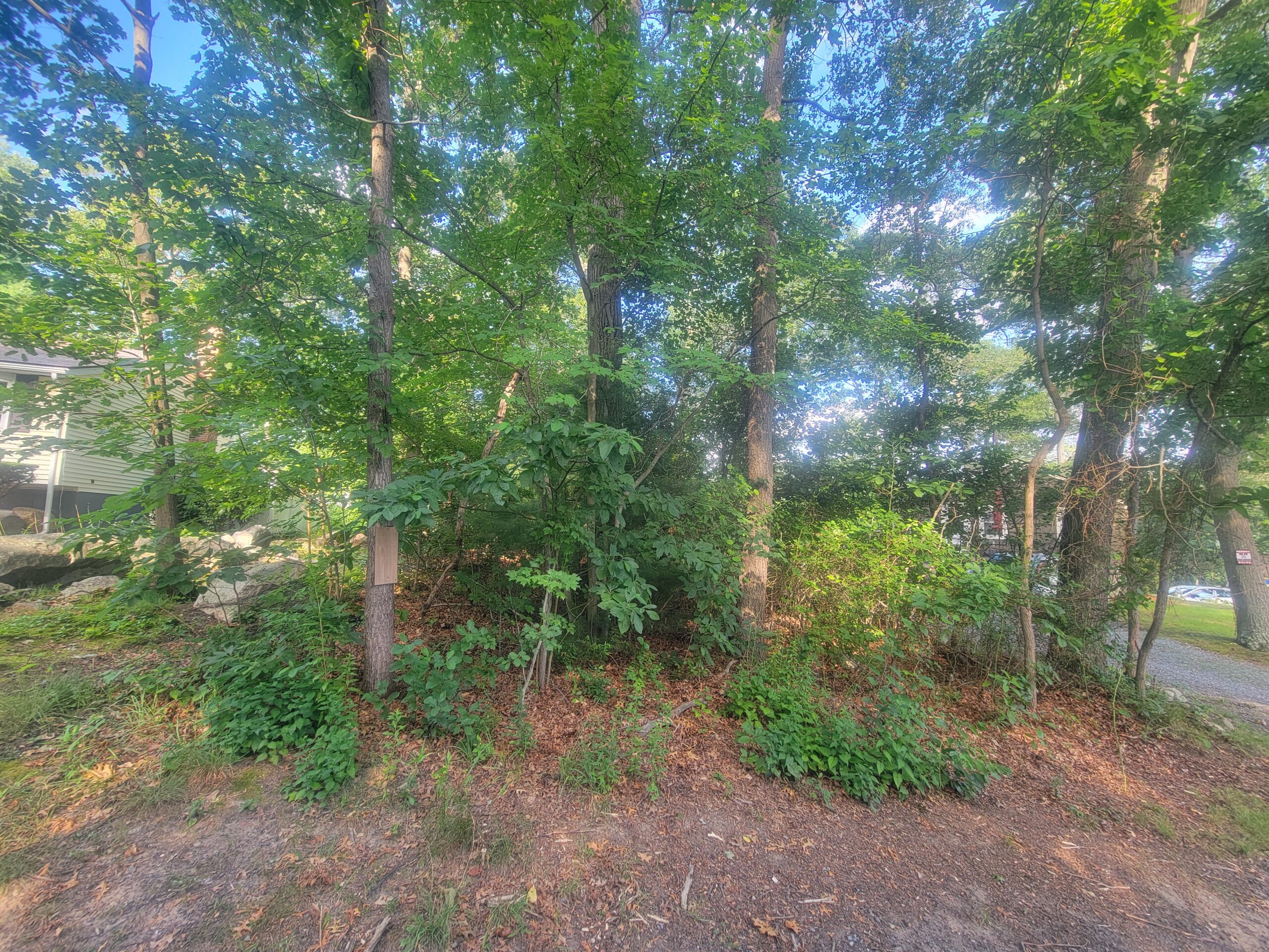 photo of a small strip of land overgrown with trees and scrubby vegetation, with exteriors of homes visible in the distant background, on a sunny, clear day.
