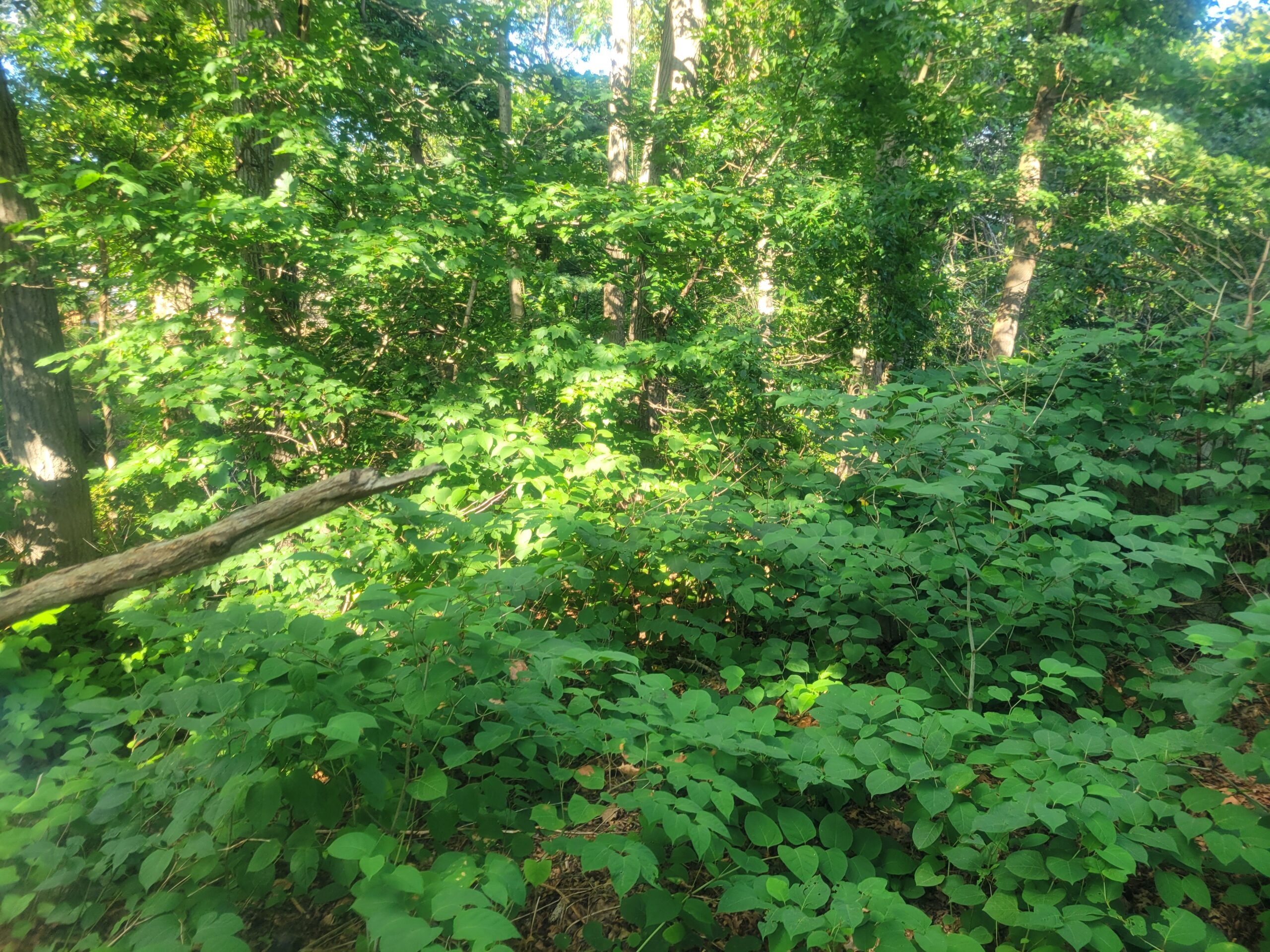 photo of an overgrown thicket of Japanese knotweed, with a few trees and dead branches visible, on a clear, sunny day.