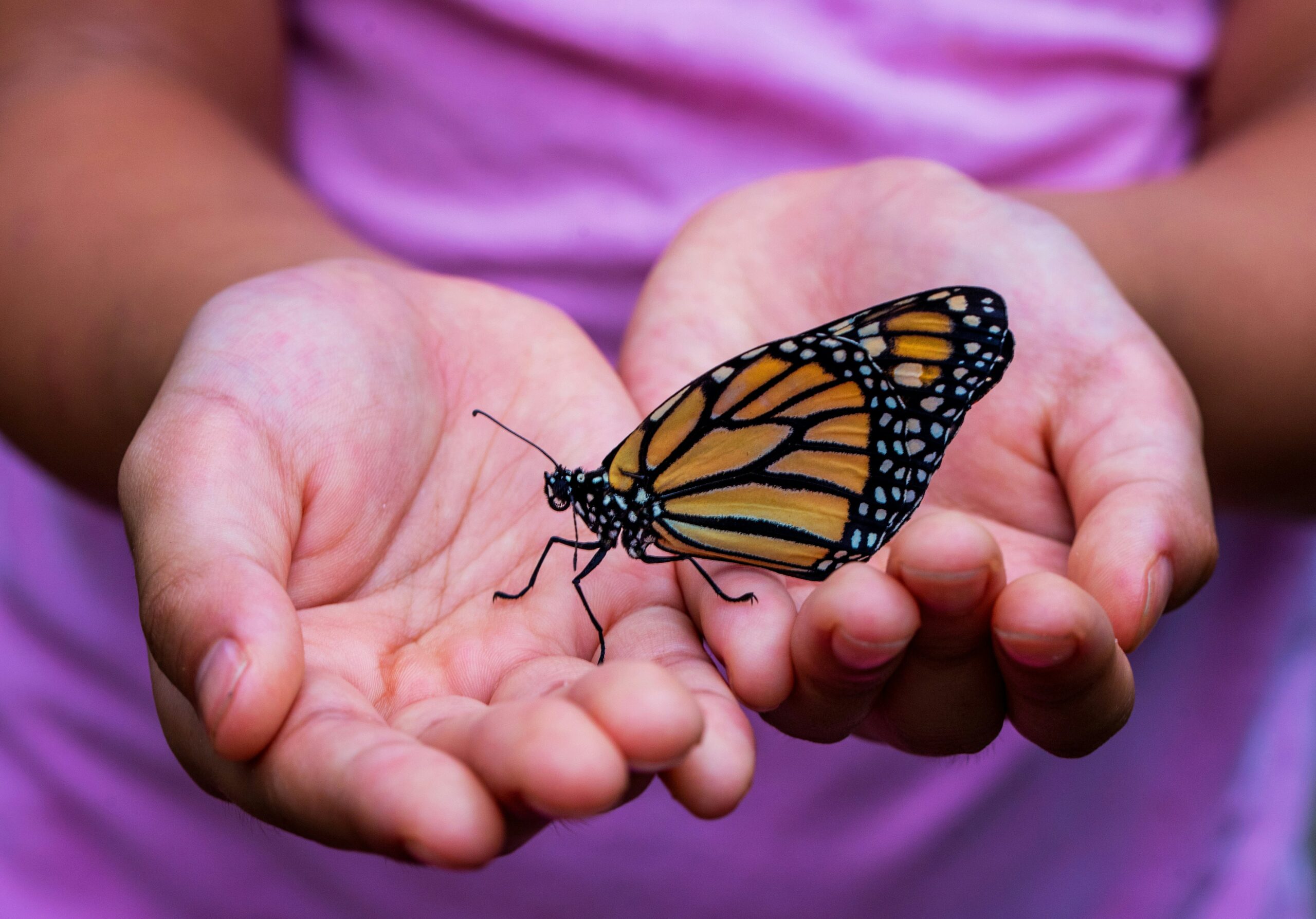 closeup photo of a child’s hands cupped together holding a monarch butterfly, with blurred background of child’s pink clothing.