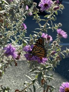closeup of an orange and black Monarch butterfly sitting on a purple aster plant on a bright, sunny day, with pavement of Somerville’s Union Square visible through the green leaves.