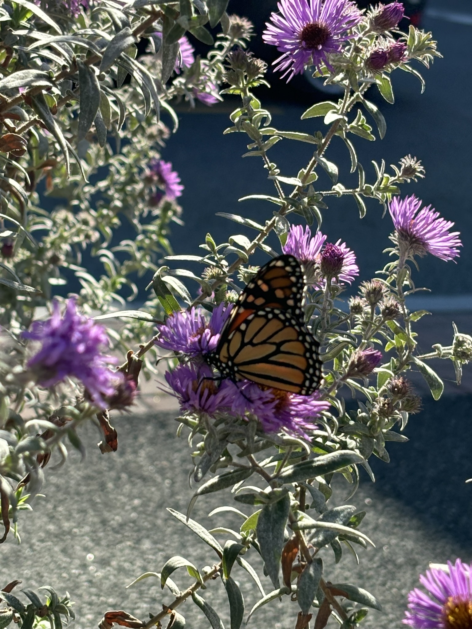 closeup of an orange and black Monarch butterfly sitting on a purple aster plant on a bright, sunny day, with pavement of Somerville’s Union Square visible through the green leaves.