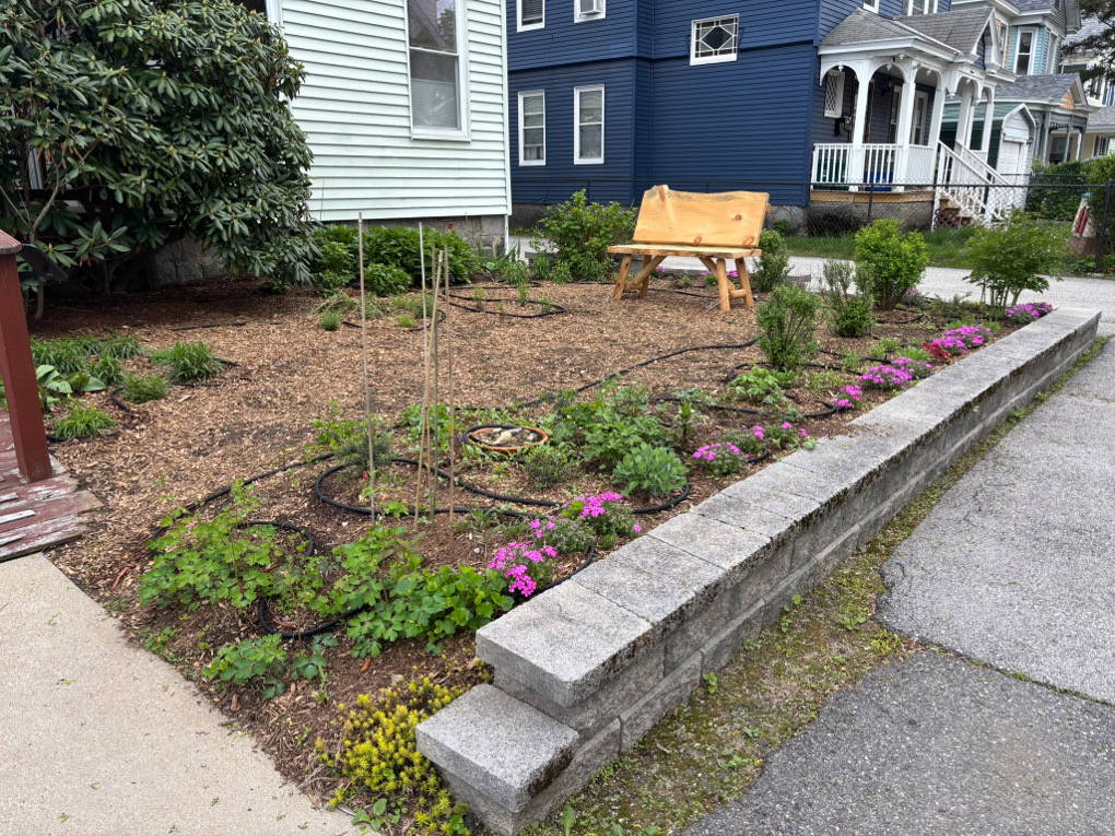 photo of a front yard partially planted garden with purple phlox blooming around the perimeter of a stone retaining wall, a large rhododendron by the house, and an ornamental wooden bench placed in the middle, with a blue and white Victorian-style house in the background.