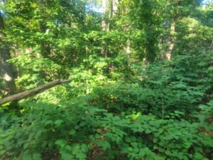 photo of an overgrown plot of land with lush green, invasive plants, such as knotweed; on a clear, sunny day.