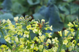 Picture closeup of a bee pollinating broccoli plants.