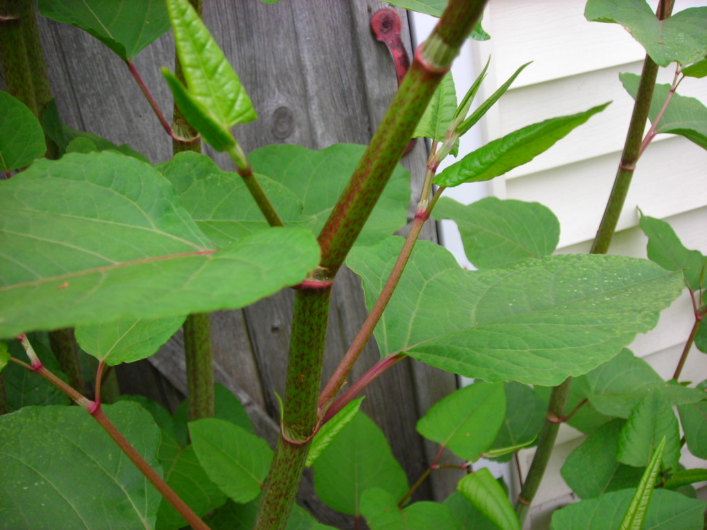 questions and answers - part 2 - Japanese Knotweed