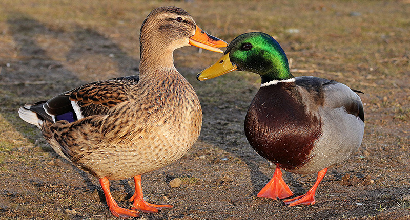A pair of mallard ducks stands facing each other on a patch of brown dirt. The brown female duck is to the left; the green-headed male duck is to the right.