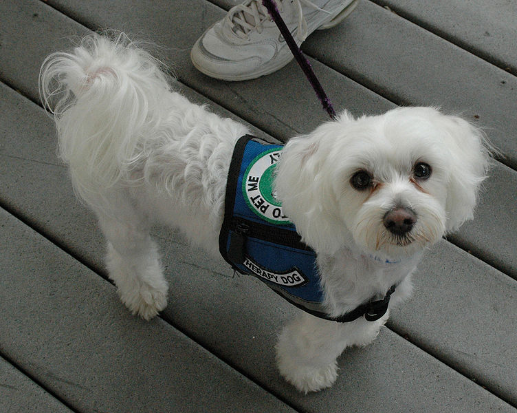 Jocelyn Augustino took this photo of a bona fide FEMA comfort dog, used to help people find composure after disasters.