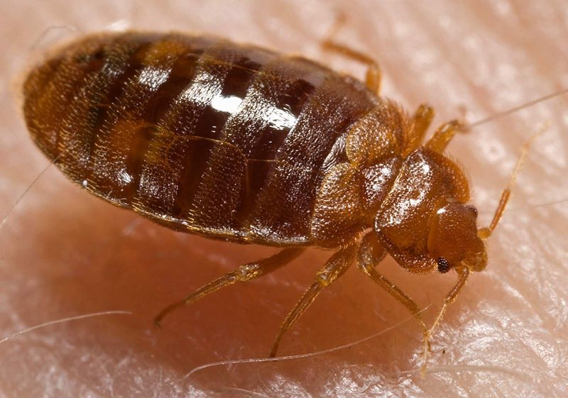 How to Get Rid of Bedbugs