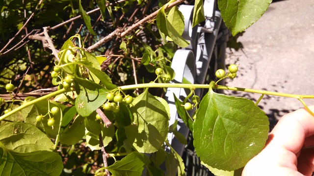 Invasive Vine Oriental Bittersweet Leads To Overgrown Property Masslandlords Net