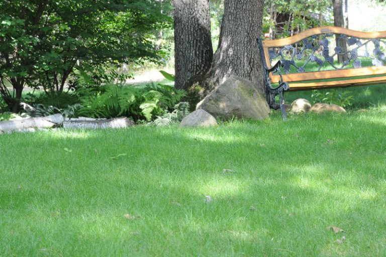 No Mow Grass Offers Alternative to HighCost, HighMaintenance Lawn