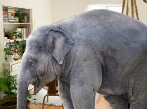 A composite image of a large gray elephant, in profile, standing in a small living room that is sunny and light, with white walls and a light-colored wood bookcase.