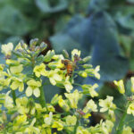 Picture closeup of a bee pollinating broccoli plants.